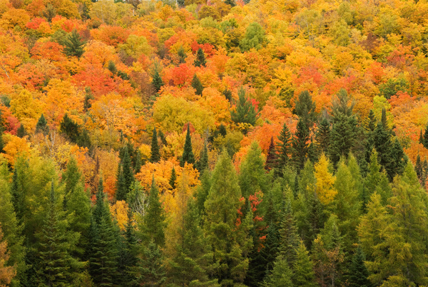 Automne 2  Print