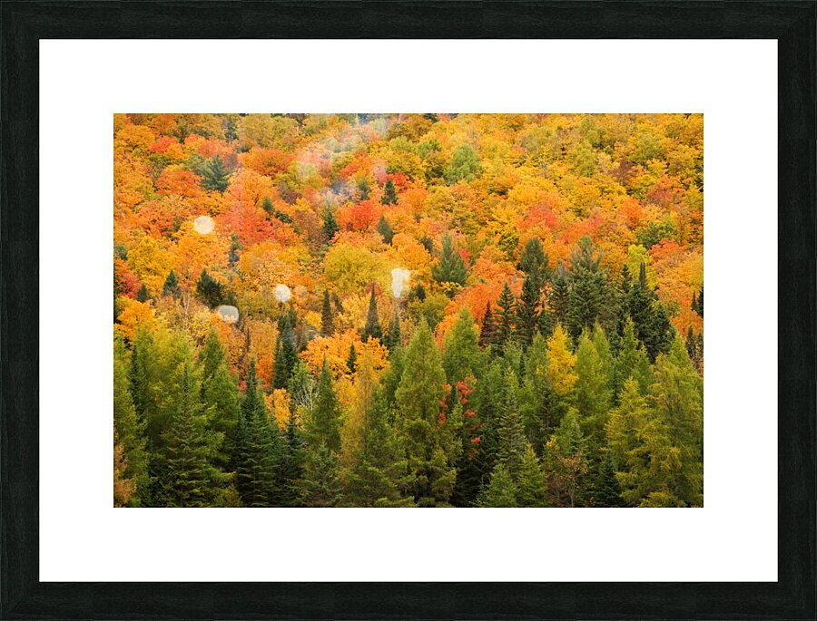 Automne 2 Picture Frame print